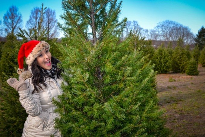 santas christmas tree farm