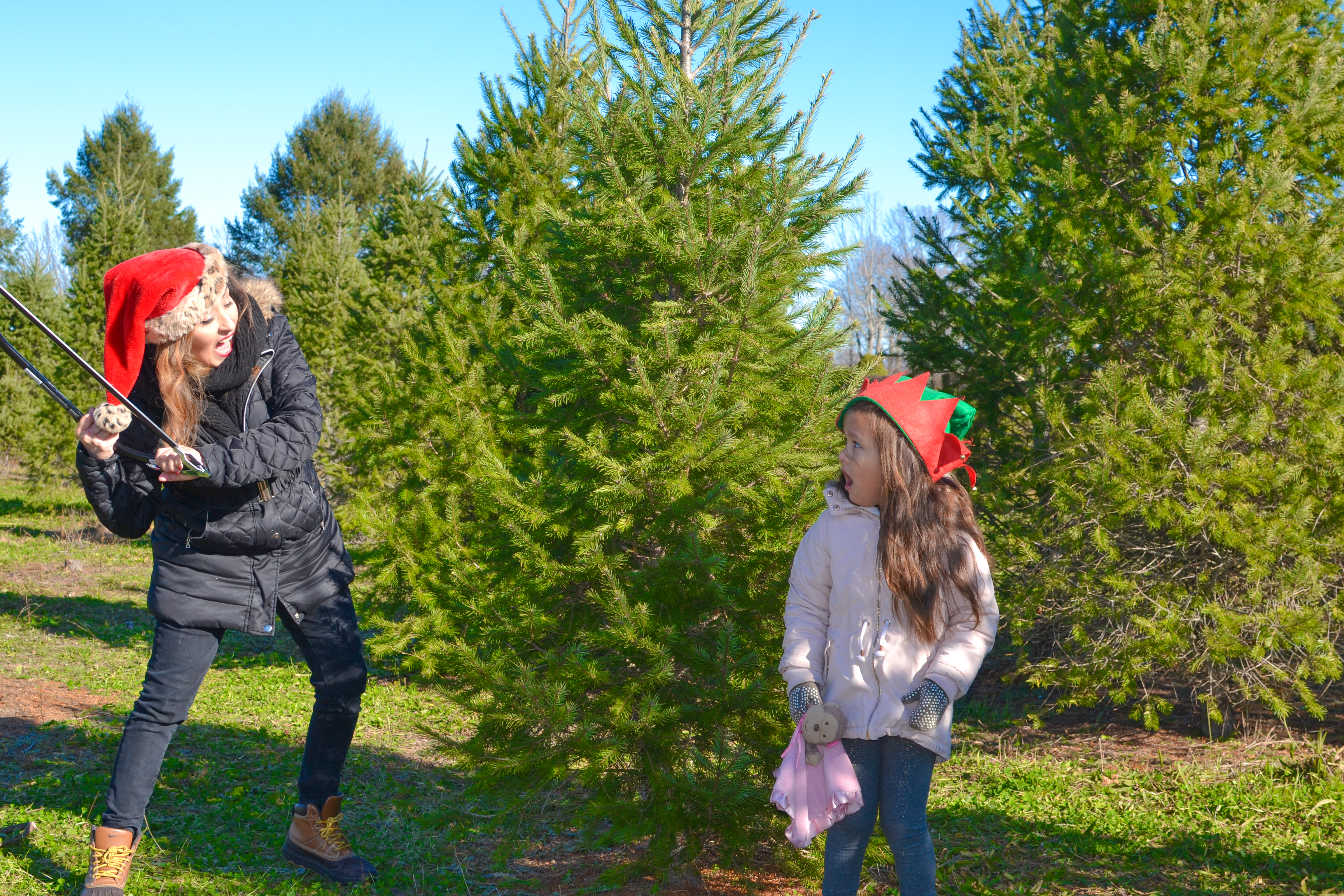 getting the perfect christmas tree