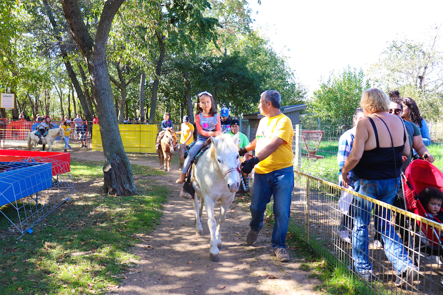 pony rides