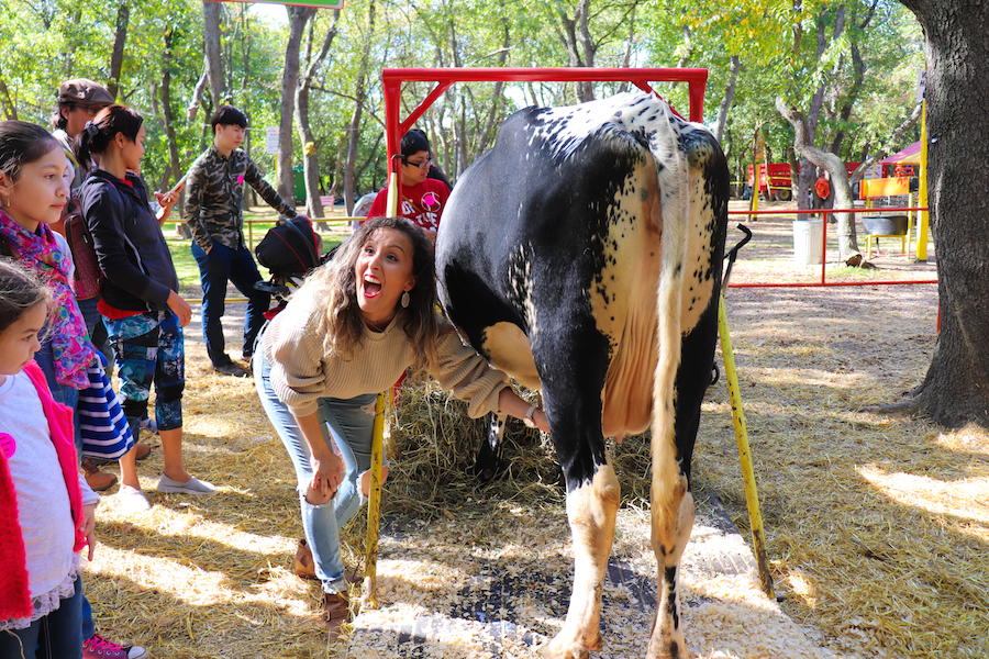 milking a cow youtube