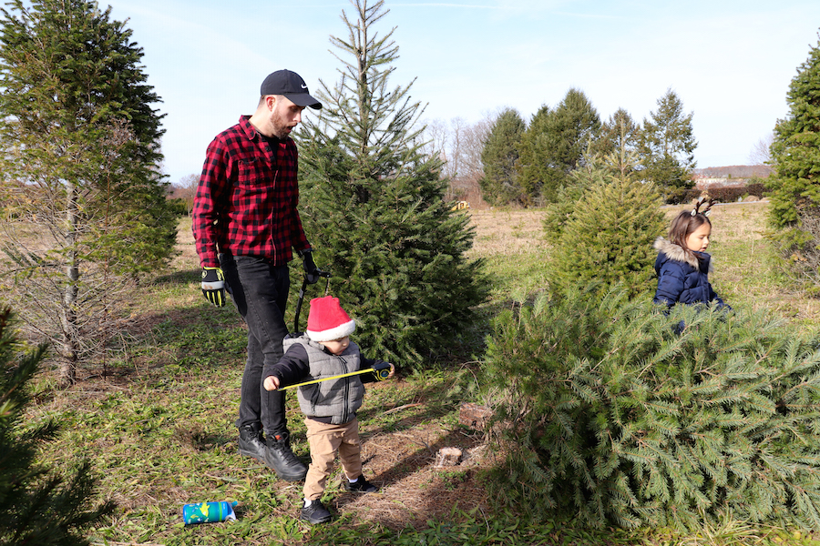 christmas tree farm 