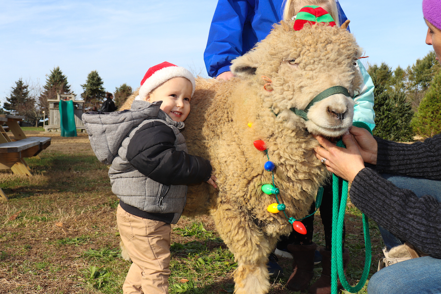 christmas sheep dressed up