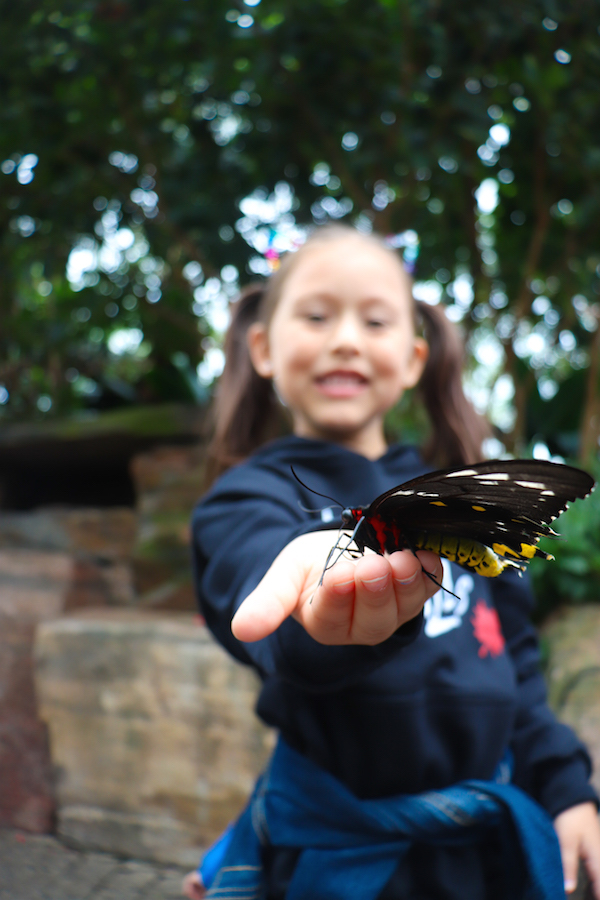 The Niagara Falls Butterfly Conservatory is a wonderful attraction for families visiting the Niagara Falls area.